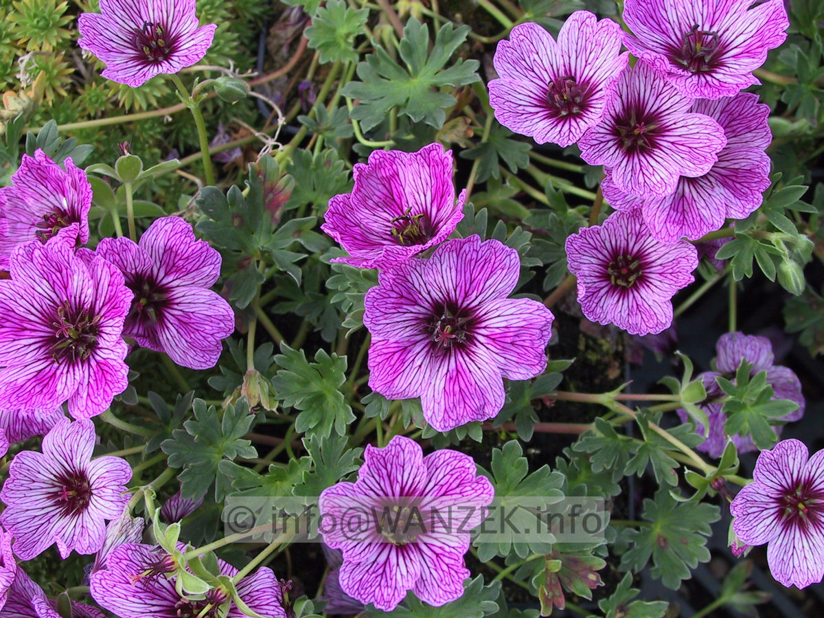 Geranium cinereum Lawrence Flatman.JPG
